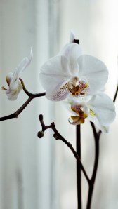 N9 white wallpaper